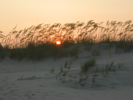 sunoats